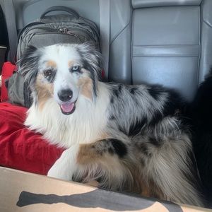 Meet your Posher, Lacey